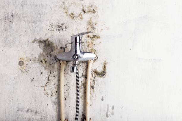 Best Home Mold Removal  in Durango, CO